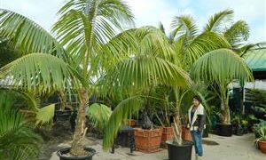 TALL INTERIOR QUALITY KENTIA PALMS HOWEA FORSTERIANA