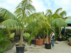 TALL INTERIOR QUALITY KENTIA PALMS HOWEA FORSTERIANA