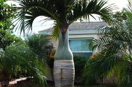 HYOPHORBE VERSCHAFELTII THE SPINDLE PALM