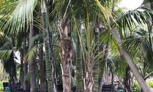SPECIMEN SIZE KENTIA PALMS HOWEA FORSTERIANA