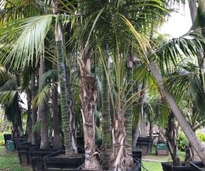 SPECIMEN SIZE KENTIA PALMS HOWEA FORSTERIANA