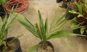 JUBAEA CHILENSIS THE CHILEAN WINE PALM