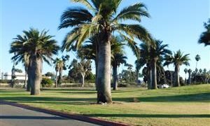 JUBAEA CHILENSIS THE CHILEAN WINE PALM