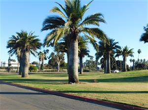 JUBAEA CHILENSIS THE CHILEAN WINE PALM