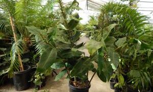 KAHILI GINGER HEDYCHIUM GARDNERIANUM