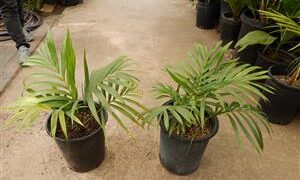 KENTIOPSIS OLIVIFORMIS A GREAT CROWN SHAFTED PALM