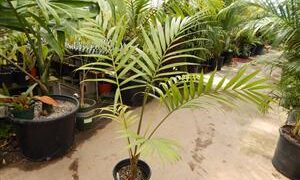 LACCOSPADIX AUSTRALASICA SUCKERING OR SINGLE TRUNK PINNATE PALM