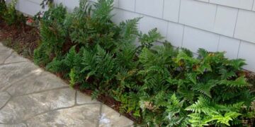 LEATHER FERN RUMORHA ADIANTIFORMIS