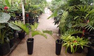 LEPIDOZAMIA HOPEI LEPIDOZAMIA SPECIES WITH WIDER LEAFLETS
