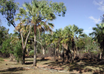 LIVISTONA LANGINOSA THE WOOLY LIVISTONA