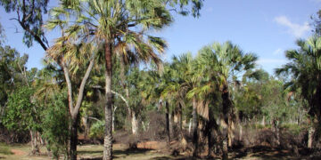 LIVISTONA LANGINOSA THE WOOLY LIVISTONA