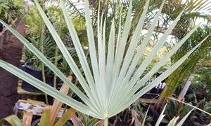 LIVISTONA LANUGINOSA THE CAPE RIVER LIVISTONA – THE WOOLY LIVISTONA