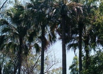 LIVISTONA LANGINOSA THE WOOLY LIVISTONA