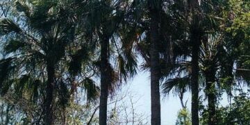 LIVISTONA LANGINOSA THE WOOLY LIVISTONA