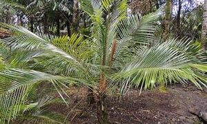 LYTOCARYUM HOENII NEAR EXTINCT SEMI-DWARF PALM FROM BRAZIL