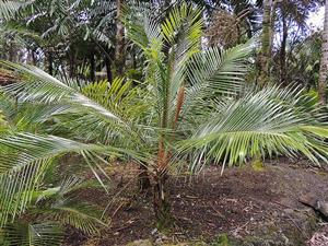 LYTOCARYUM HOENII NEAR EXTINCT SEMI-DWARF PALM FROM BRAZIL
