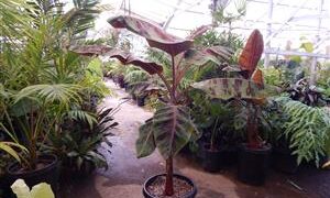 MUSA SUMATRANA ZEBRINA A NON-FRUITING BANANA ORNAMENTAL BANANA