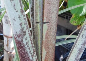 HOW DOES ONE TELL IF HIS PALM IS DEAD? IS MY PALM STILL GROWING? HOW FAST IS IT GROWING?