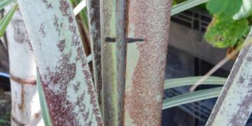 HOW DOES ONE TELL IF HIS PALM IS DEAD? IS MY PALM STILL GROWING? HOW FAST IS IT GROWING?