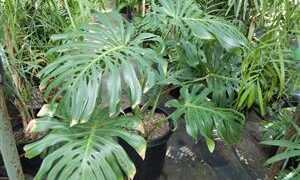 MONSTERA DELICIOSA “SWISS CHEESE PHILODENDRON”