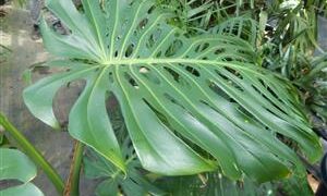 MONSTERA DELICIOSA “SWISS CHEESE PHILODENDRON”