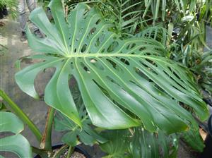 MONSTERA DELICIOSA “SWISS CHEESE PHILODENDRON”