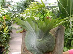 THE MOOSEHORN FERN PLATYCERIUM SUPERBUM