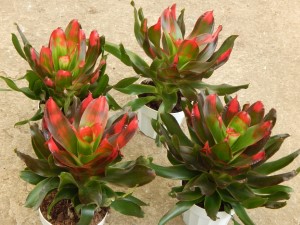 ASSORTED BROMELIADS NEW ONES ARRIVING ROUTINELY