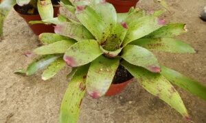 RED SPECKLED LEAF BROMELIADS NEOROGELIA SPECIES