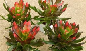 ASSORTED BROMELIADS NEW ONES ARRIVING ROUTINELY