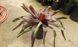 PURPLE-BLACK LARGER BROMELIAD NEOROGELIA MOPEPPA