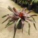 PURPLE-BLACK LARGER BROMELIAD NEOROGELIA MOPEPPA