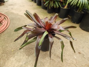 PURPLE-BLACK LARGER BROMELIAD NEOROGELIA MOPEPPA