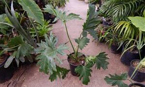 PHILODENDRON SELLOUM AKA PHILODEDRON BIPINNATIFIDUM