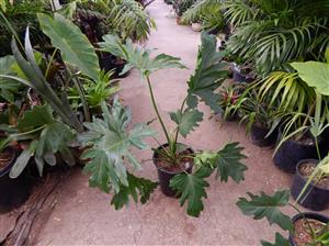 PHILODENDRON SELLOUM AKA PHILODEDRON BIPINNATIFIDUM