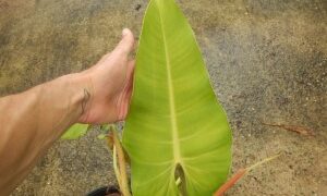 PHILODENDRON SPECIES