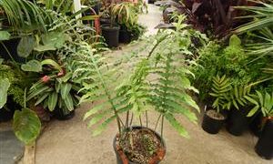 PHLEBODIUM SPECIES FURRY RHIZOMES THAT CRAWL