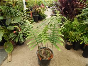 PHLEBODIUM SPECIES FURRY RHIZOMES THAT CRAWL