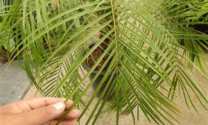 PHOENIX ROEBELENII THE PYGMY DATE PALM