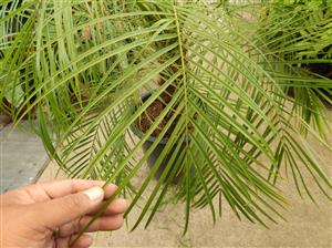 PHOENIX ROEBELENII THE PYGMY DATE PALM