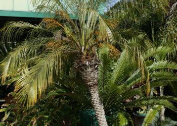 PHOENIX ROEBELENII THE PYGMY DATE PALM