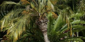 PHOENIX ROEBELENII THE PYGMY DATE PALM