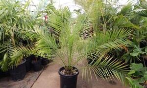 PHOENIX RUPICOLA THE CLIFF DATE PALM