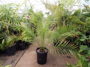 PHOENIX RUPICOLA THE CLIFF DATE PALM