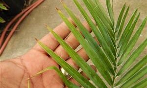 PHOENIX RUPICOLA THE CLIFF DATE PALM