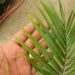 PHOENIX RUPICOLA THE CLIFF DATE PALM