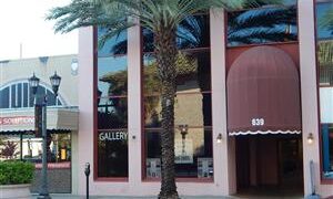 PHOENIX SYLVESTRIS TALL PALM WITH BLUE-GREEN LEAVES