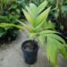 PINANGA JAVANA SINGLE TRUNK, TROPICAL & EXOTIC SPECIES