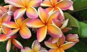 PLUMERIA PLANTS LARGE ONE  GALLON AVAILABLE PRETTY AND DESIRABLE VARIETIES