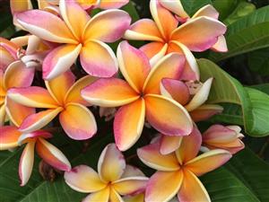 PLUMERIA PLANTS LARGE ONE  GALLON AVAILABLE PRETTY AND DESIRABLE VARIETIES